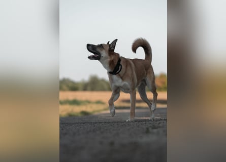 Mica – Abenteurer mit Herz sucht erfahrenes Zuhause