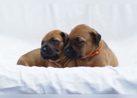 wunderschöne Rhodesian Ridgeback Welpen ! ! ! absolut vitale und einwandfreie kleine Engel