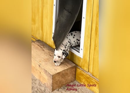 Magic Little Spots - tolle Dalmatinerwelpen aus verantwortungsvoller VDH Zucht