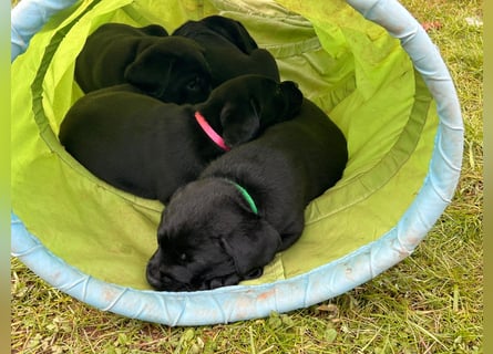 Labrador Welpen