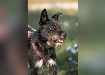 Süsse Phoebe sucht ihr Für-Immer-Zuhause!