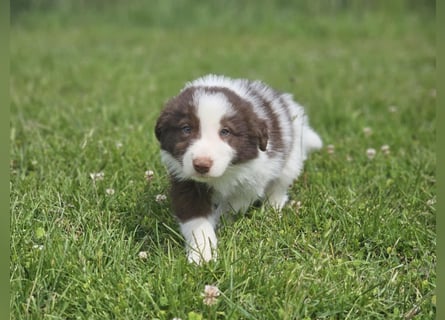 Border Collie Welpen -  Rüden