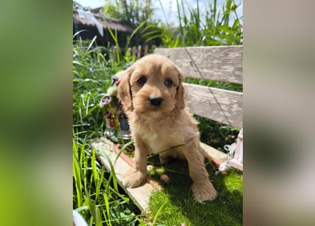 Traumhafter  American Cockapoo Bub