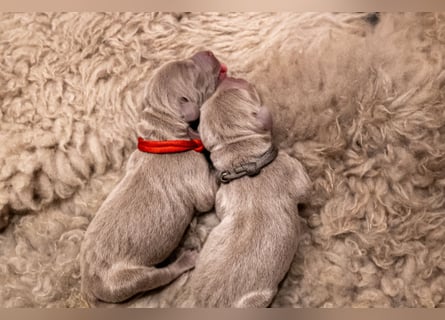 Weimaraner-Mix Welpen aus liebevoller Verpaarung – 12 kleine Wunder suchen ihr Zuhause