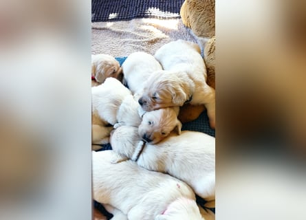 Golden Retriever Welpen