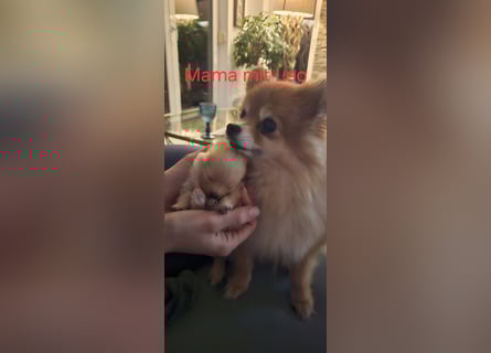Pomeranian Spitz