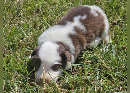 Border Collie Welpen