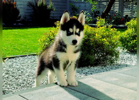 FCI Pedigree Blue Eyed Black & White Siberian Husky Champion Puppy