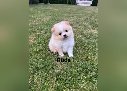 Süße Pomeranian Zwerkspitz Welpen 