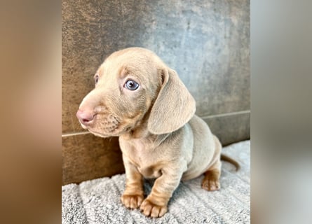 Zwerg Dackel Welpen in besonderen Farben (blue / choco / Harlekin) suchen tolles Zuhause