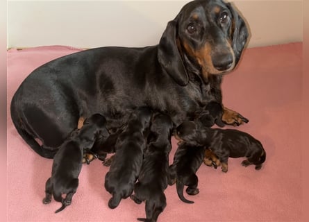 Bezaubernde, wunderschöne Kurzhaar Dackel Welpen Hündinnen suchen dackeliges Zuhause