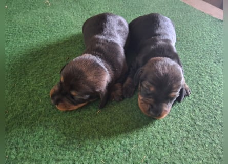 Dackel Welpen Rauhaarteckel