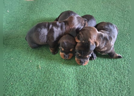 Dackel Welpen Rauhaarteckel