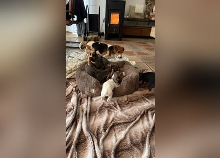 Tiger Dackel x Jack Russel 