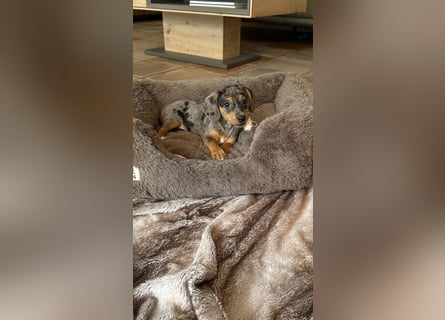 Tiger Dackel x Jack Russel 