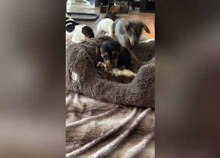 Tiger Dackel x Jack Russel 