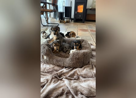 Tiger Dackel x Jack Russel 