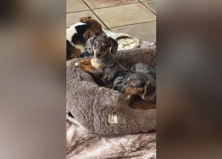 Tiger Dackel x Jack Russel 