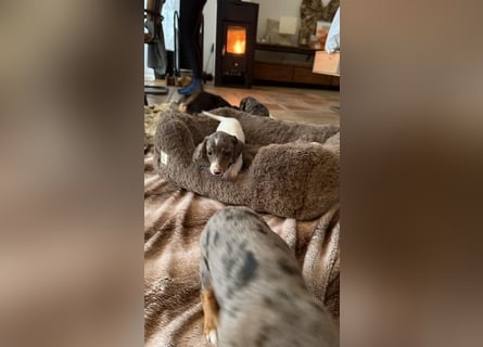 Tiger Dackel x Jack Russel 