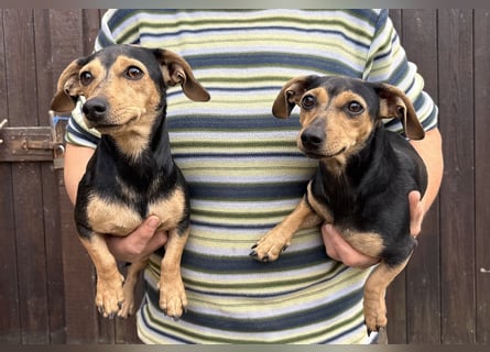 Lotti & Lotta – zwei liebevolle Dackelmix-Schwestern suchen ein Zuhause