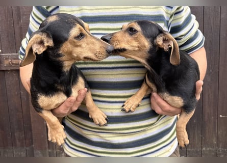 Lotti & Lotta – zwei liebevolle Dackelmix-Schwestern suchen ein Zuhause