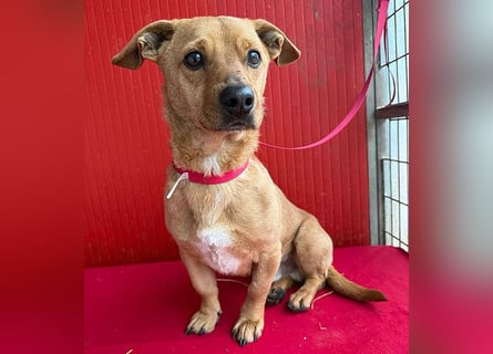 süßes kleines Schmuserle FRITZ - 4 Jahre, 30cm - Mischling