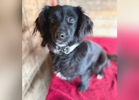 süße kleiine TAPPI - 3 Jahre, 32cm - Dackel-Mischling