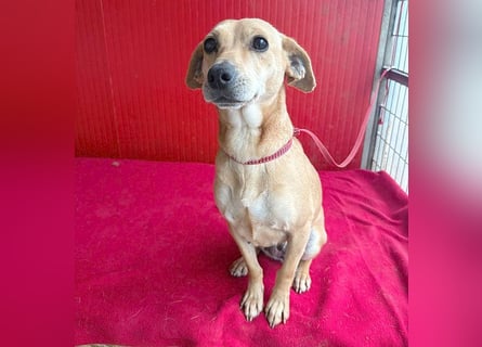 superliebe Dackeline MIA - 5 Jahre, 30cm/8,5kg