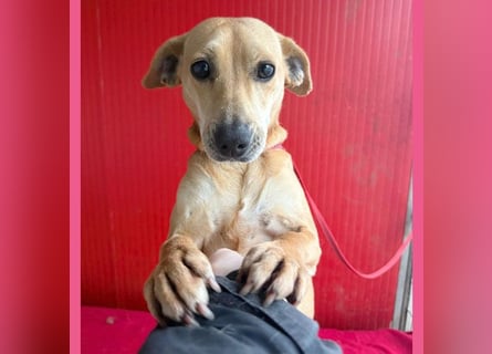 superliebe Dackeline MIA - 5 Jahre, 30cm/8,5kg