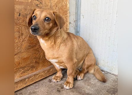 ❤️❤️❤️ zarte Hundeseele BARBIE - 2 Jahre, 30cm - Dackel-Mischling