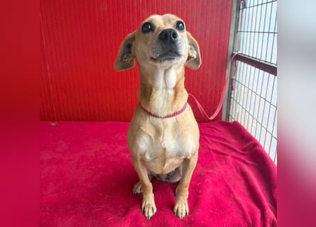 superliebe Dackeline MIA - 5 Jahre, 30cm/8,5kg