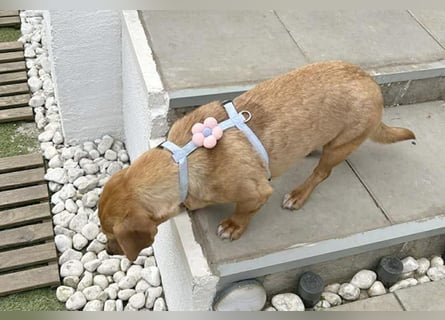 ❤️❤️❤️ zarte Hundeseele BARBIE - 2 Jahre, 30cm - Dackel-Mischling