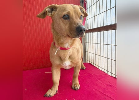 süßes kleines Schmuserle FRITZ - 4 Jahre, 30cm - Mischling