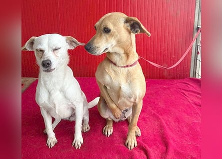 superliebe Dackeline MIA - 5 Jahre, 30cm/8,5kg