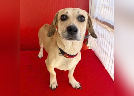 zarte Hundeseele JENNY - 3,5 Jahre, 35cm/11kg - Dackel-Mix