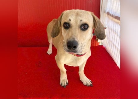 zarte Hundeseele JENNY - 3,5 Jahre, 35cm/11kg - Dackel-Mix