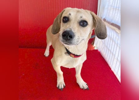 zarte Hundeseele JENNY - 3,5 Jahre, 35cm/11kg - Dackel-Mix