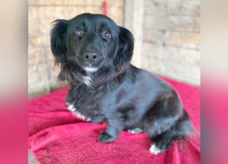 süße kleiine TAPPI - 3 Jahre, 32cm - Dackel-Mischling