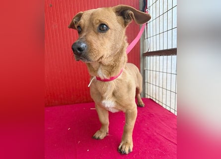 süßes kleines Schmuserle FRITZ - 4 Jahre, 30cm - Mischling