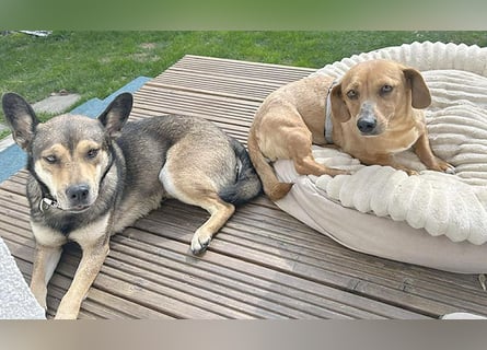 ❤️❤️❤️ zarte Hundeseele BARBIE - 2 Jahre, 30cm - Dackel-Mischling