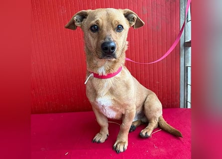 süßes kleines Schmuserle FRITZ - 4 Jahre, 30cm - Mischling