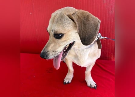 zarte Hundeseele JENNY - 3,5 Jahre, 35cm/11kg - Dackel-Mix