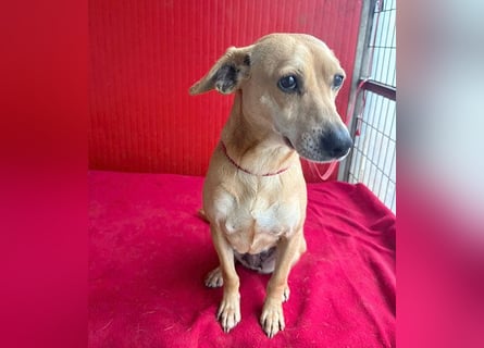 superliebe Dackeline MIA - 5 Jahre, 30cm/8,5kg