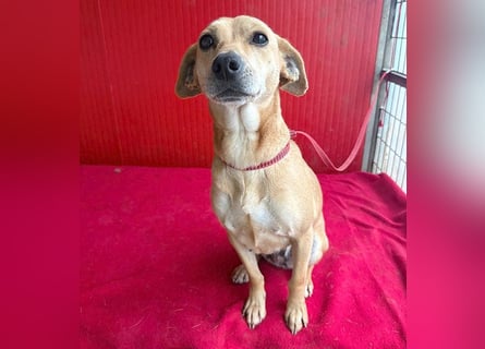 superliebe Dackeline MIA - 5 Jahre, 30cm/8,5kg