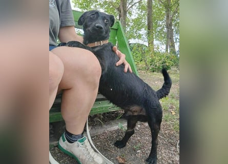 ❤️❤️❤️ PUPO sucht seine Herzensmenschen - 1,5 Jahre, 26cm/7kg - Dackel-Mix