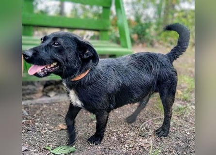 ❤️❤️❤️ PUPO sucht seine Herzensmenschen - 1,5 Jahre, 26cm/7kg - Dackel-Mix