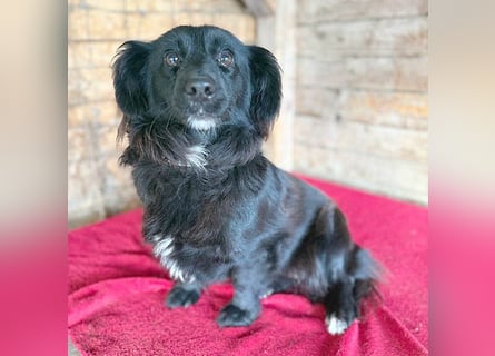 süße kleiine TAPPI - 3 Jahre, 32cm - Dackel-Mischling