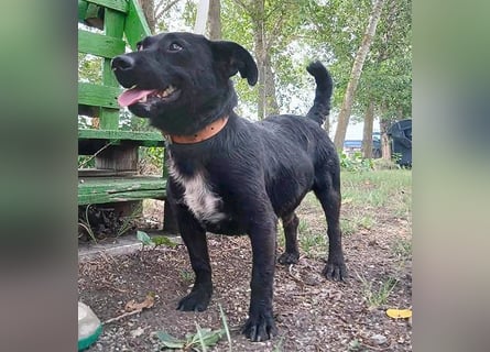 ❤️❤️❤️ PUPO sucht seine Herzensmenschen - 1,5 Jahre, 26cm/7kg - Dackel-Mix