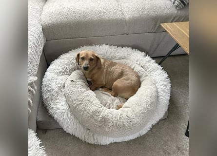 ❤️❤️❤️ zarte Hundeseele BARBIE - 2 Jahre, 30cm - Dackel-Mischling