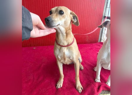 superliebe Dackeline MIA - 5 Jahre, 30cm/8,5kg